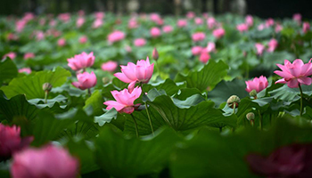 Lotus flowers bloom in Yangzhou City, east China's Jiangsu
