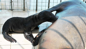 "De Bei" gives birth to sea lion cub in China's Heilongjiang