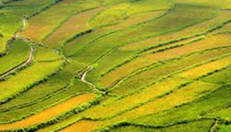 Paddy fields seen in C China's Hunan