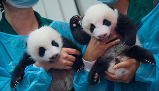 Giant panda twin cubs meet public in Macao, S. China