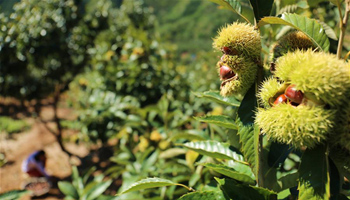 Harvest season for chestnuts comes in N China