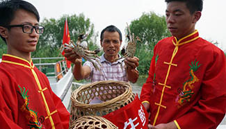 Harvest season for Chinese mitten crabs in Yangcheng Lake begins
