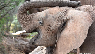 Africa's overall elephant population sees worst declines in 25 years