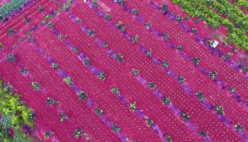 Scenery of colorful fields in Haikou, S China's Hainan