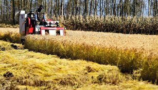 Harvest season comes in northeast China's Jilin