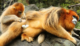 Number of golden monkeys in Qinling Mountains reaches to 4,400