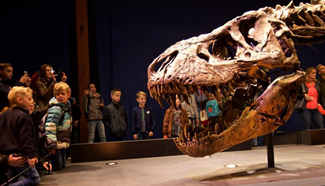 Tyrannosaurus Rex skeleton displayed during exhibition in the Netherlands