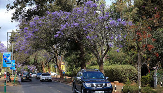 Blossoming jacaranda trees seen in capital of Kenya