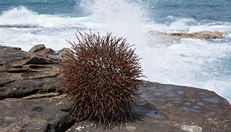 Sculpture by the Sea exhibition held in Sydney, Australia