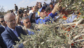 Palestinian farmers harvest olives in Kufr Thulth village