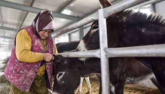 Donkey raise increases farmer's income in NW China