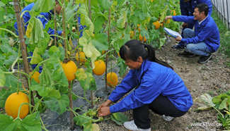 New fruit and vegetable varieties introduced to farmers in Zhejiang