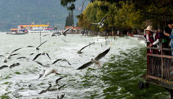 Black-headed gulls fly from Siberia to Kunming for warm weather
