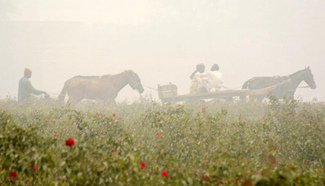 In pics: foggy day in eastern Pakistan's Lahore