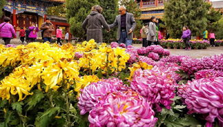 In pics: chrysanthemum flowers at Beihai park in Beijing