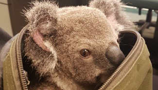 Baby koala found in arrested woman's handbag in Queensland