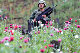 Mexican soldiers take part in destruction of poppy field