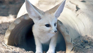 Seven-week old fennec fox seen in Israel