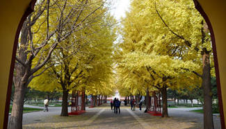 People visit gingko trees at Zhongshan Park in Beijing