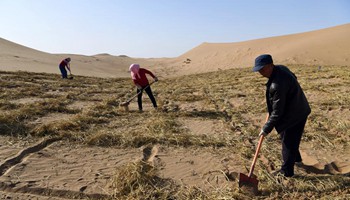 Ecological barrier under construction to prevent desertification in NW China