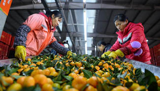Oranges harvested in S China with huge output