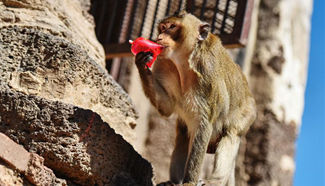 Crab-eating macaques in Lopburi, Thailand