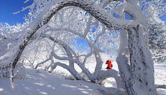 Rime scenery of Xianfeng Forest Park in northeast China