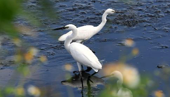 Egrets forage at wetland in SE China's Taiwan