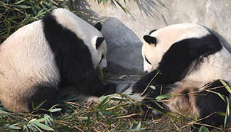 Panda Meilun and Meihuan make debut in SW China