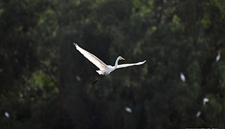 Egrets rest in S China's Hainan