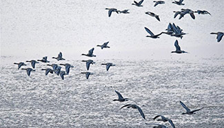 160,000 migrant birds arrive in Poyang Lake nature reserve