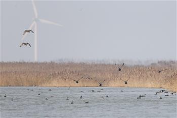 30,000 migrant birds arrive National Birds Nature Reserve in Shanghai