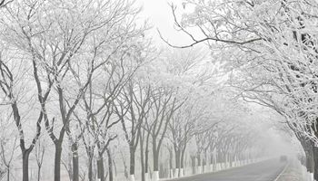 Rime scenery seen in suburb of Ninghe District in Tianjin