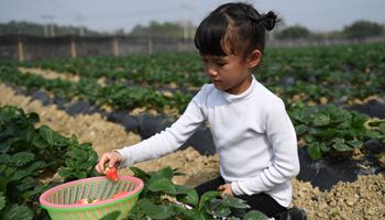 Citizens pick strawberries at farm during New Year holiday