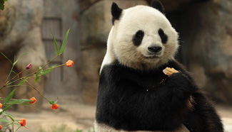 Giant panda "Le Le" enjoys Spring Festival meal at HK Ocean Park