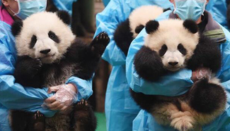 23 panda cubs send Chinese New Year greetings in SW China