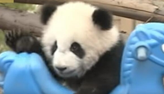 Chinese Lunar New Year greetings from cute panda cubs