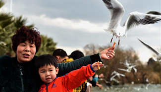 Tourists feed black-headed gulls in SW China's Yunnan