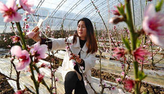 Visitors enjoy peach blossoms in Hebei