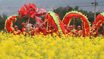 Dragon dance performed amid rape flowers in SW China's Guizhou