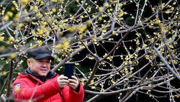Blooming plum seen in Quancheng park in E China's Shandong