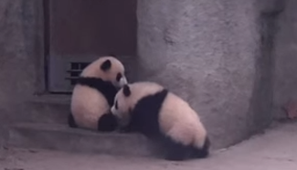 Cute panda cubs chase each other