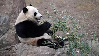 China Focus: Life ahead of overseas-born panda back home