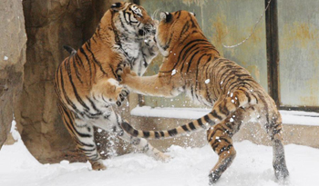 Siberian tigers play in snow at zoo in E China