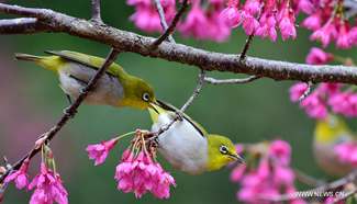 Birds play with flowers in Fuzhou, southeast China
