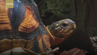 Rare tortoises threatened with extinction go on show for first time at British zoo
