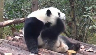 It itches! Check out these pandas enjoying a good scratch