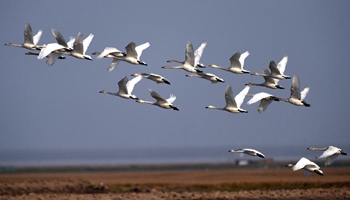 Migrant birds in East Dongting Lake ready to fly back to N China