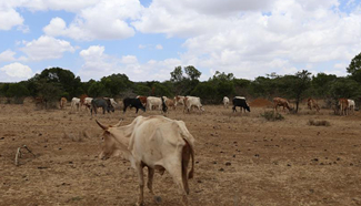 Herders enter private Mugie wildlife conservancy without permission in Kenya