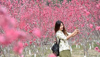 Visitors take photos on peach flower island, SE China